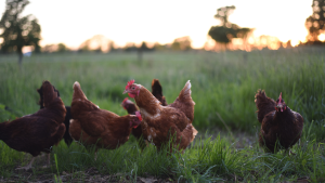 chickens at pasture