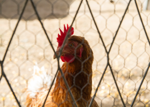 healthy chicken looking through fence