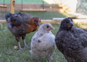 healthy looking pullet chickens